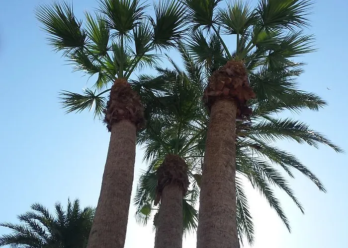 Palmeral De Apartamento